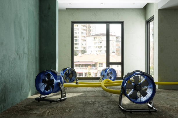 Best Mold removal after water damage  in Frackville, PA
